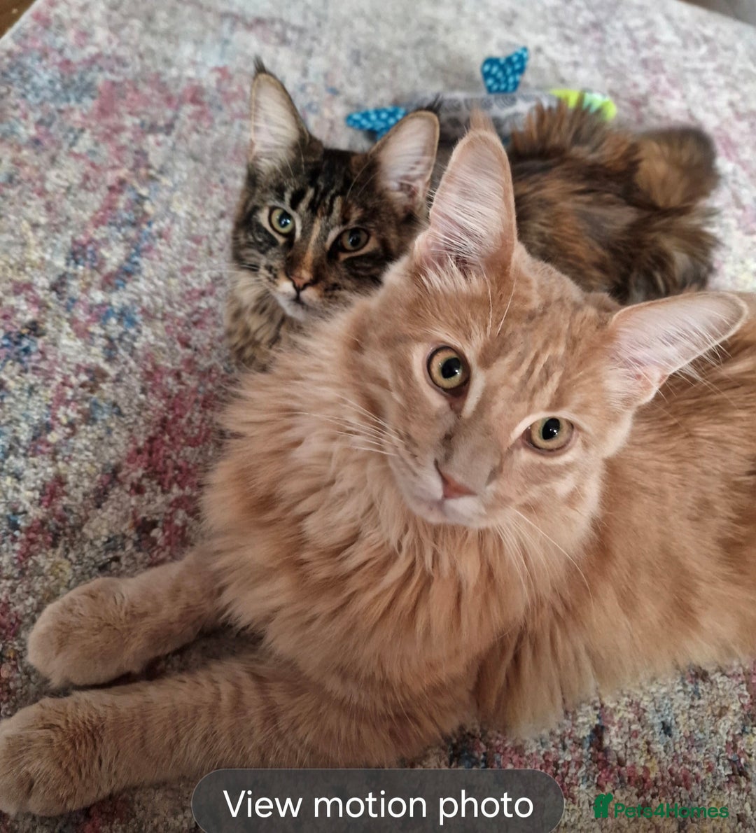 Maine Coon cats for sale: 4 Maine Coons (Mum, Dad, Son amd Daughter) - Image 2