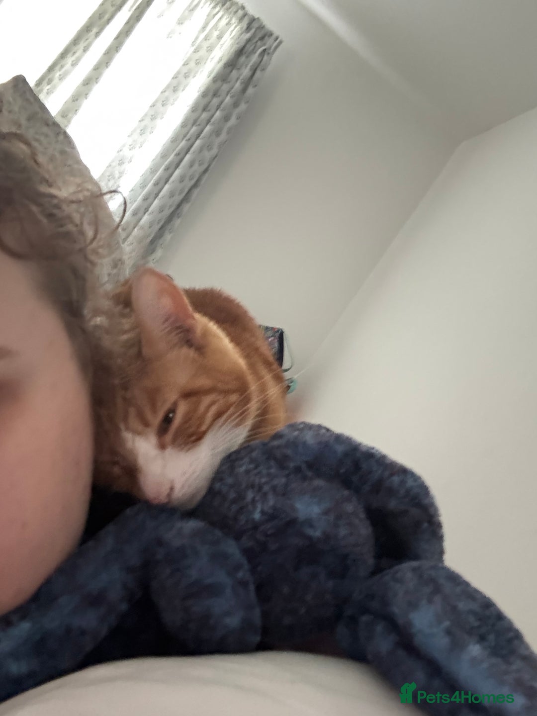 Mixed Breed cats for sale: Marla ginger cat  - Advert 25