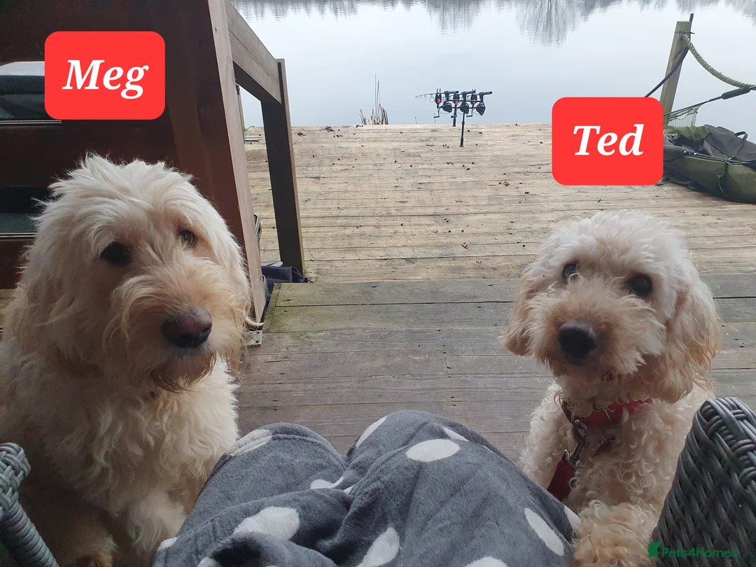 Double Doodle dogs for sale: Goldendoodle/Labradoodle  - Advert 3