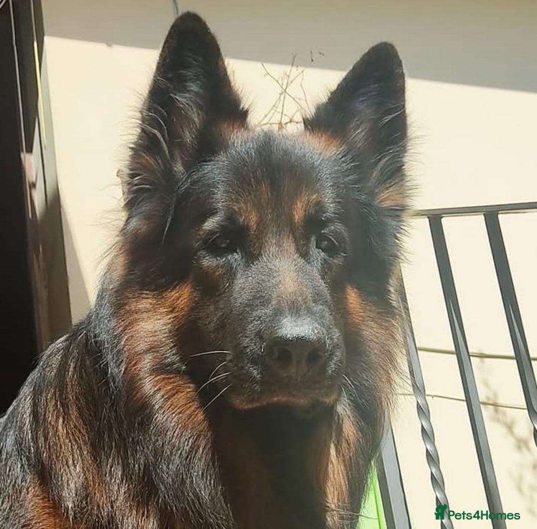 German Shepherd dogs for sale: 💥Champion🩸line KC Reg GermanShepherd puppy’s GSD - Advert 15