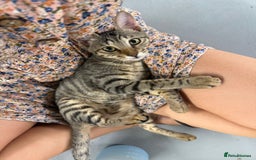 Domestic Shorthair cats for sale:  Parker & Pika – the sweetest sibling duo - Image 4