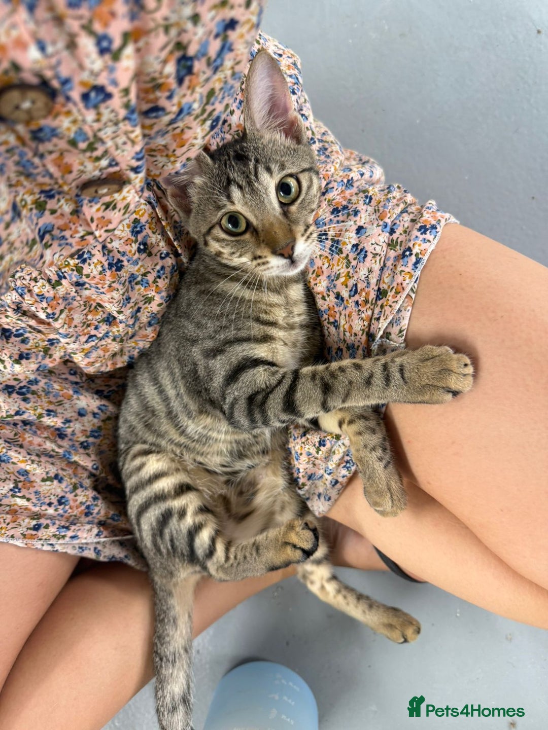 Domestic Shorthair cats for sale:  Parker & Pika – the sweetest sibling duo - Image 4