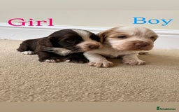 Cocker Spaniel dogs for sale: STUNNING FUR BABYS NEED A HOME🐶🩷🩵 - Image 3
