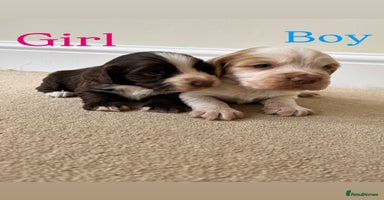 Cocker Spaniel dogs - Advert 6