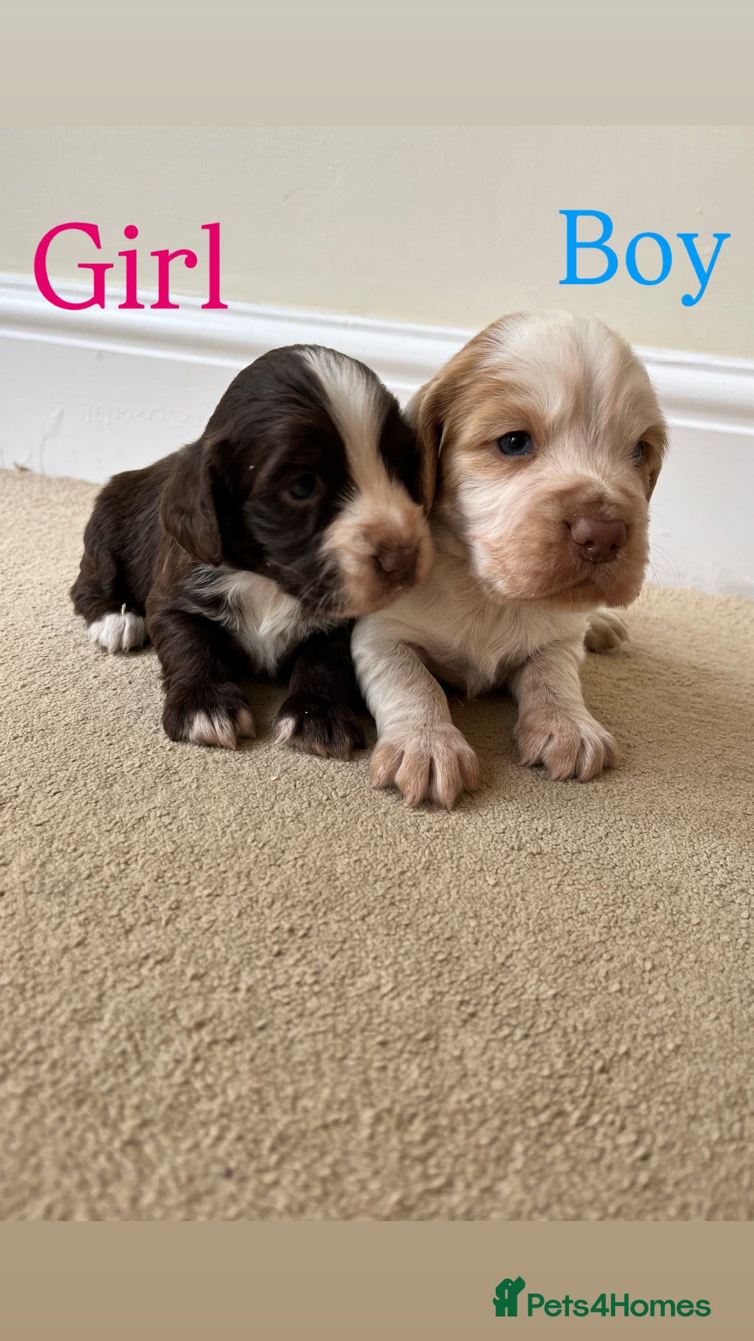 Cocker Spaniel dogs for sale: STUNNING FUR BABYS NEED A HOME🐶🩷🩵 - Image 3