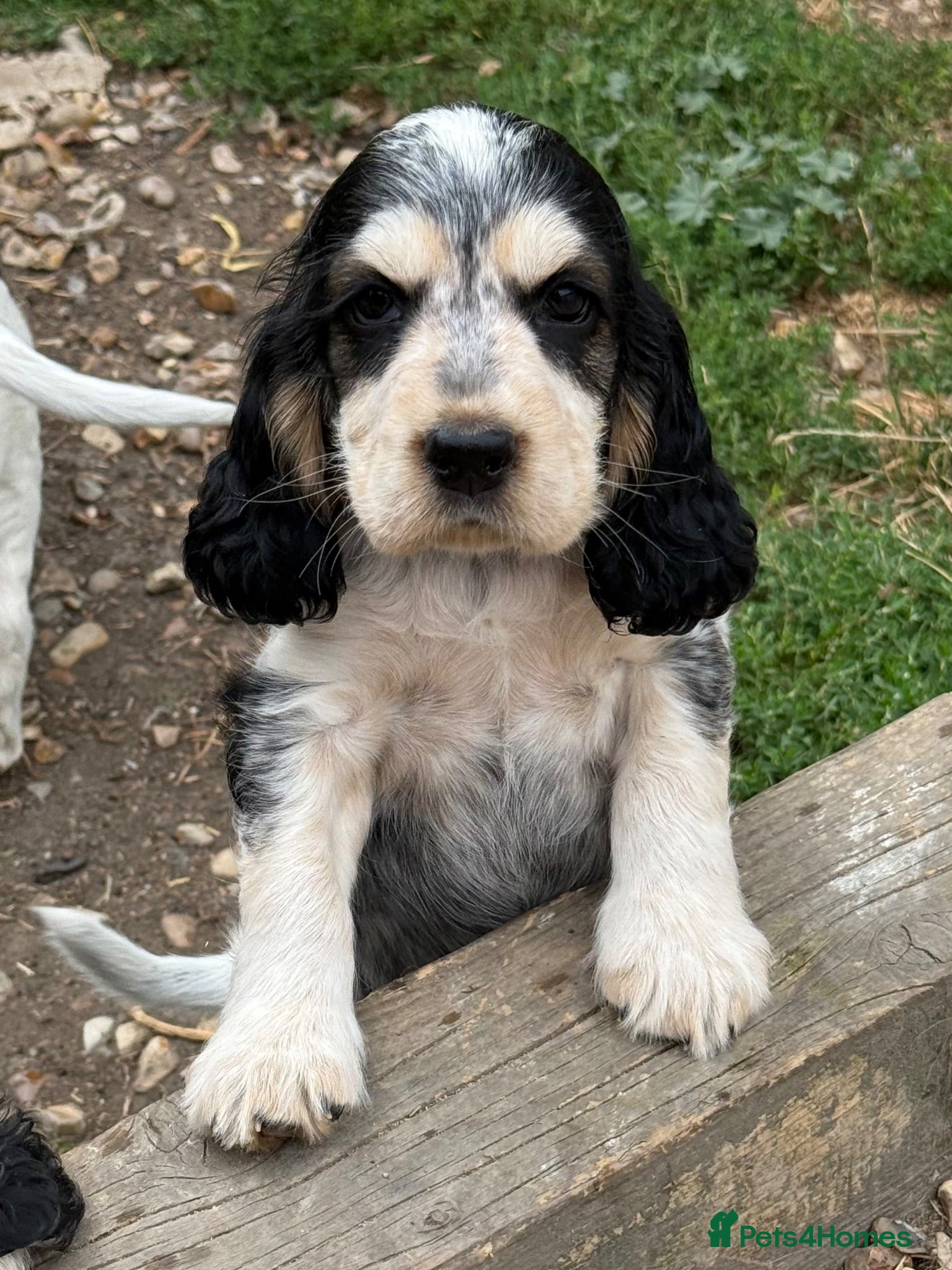 Cocker Spaniel dogs READY THIS WEEKEND- 5 Star KC Show Cocker Spaniels - Advert 1
