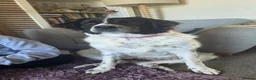 Mixed Breed dogs for sale: Large, loving girl looking for her forever home.  - Advert 1