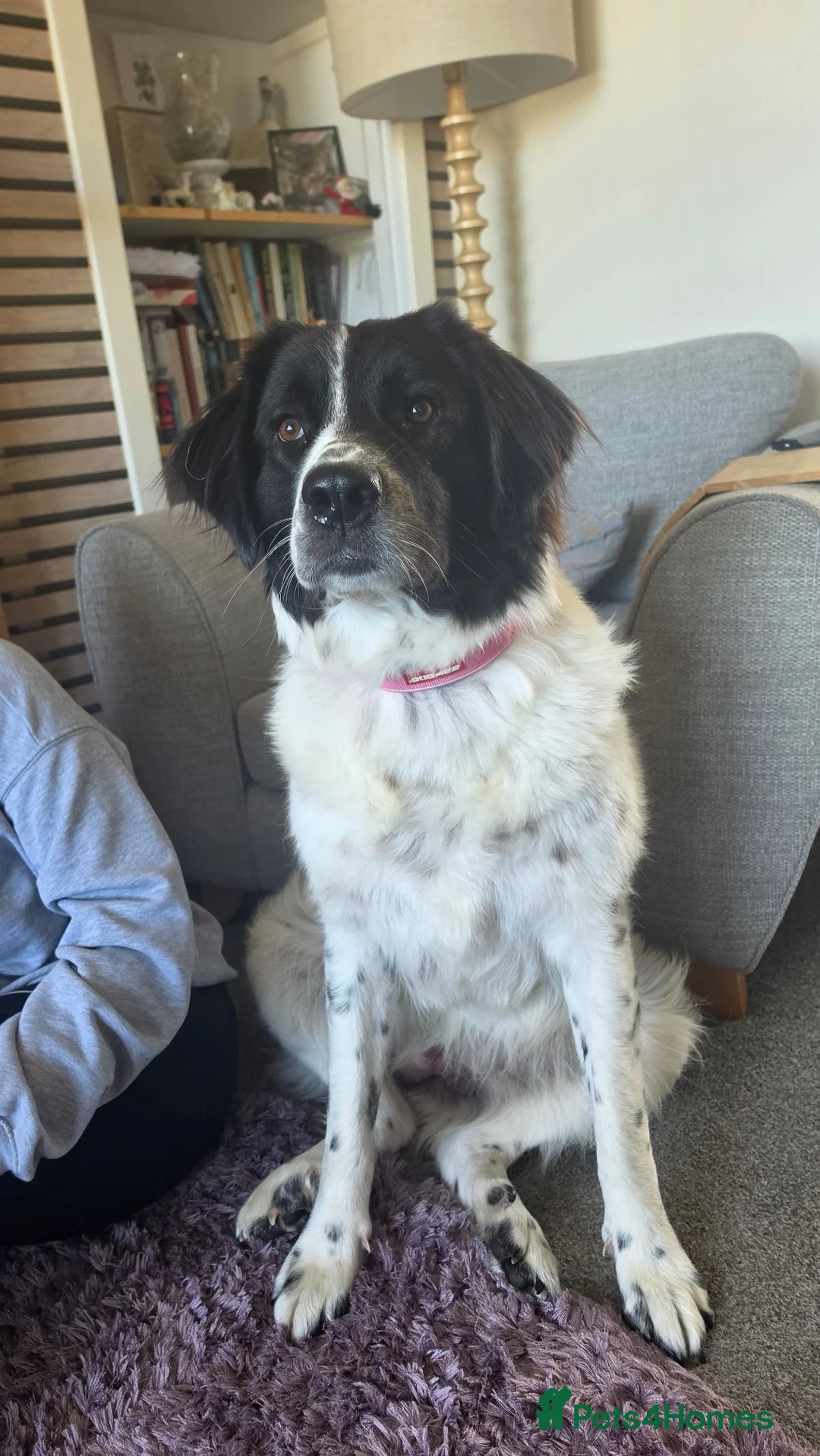 Mixed Breed dogs for sale: Large, loving girl looking for her forever home.  - Advert 1