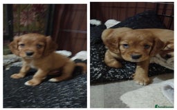 Cockalier dogs for sale: 🐾 Gorgeous Cockerlier Puppies – 3 left!🐾 - Image 2