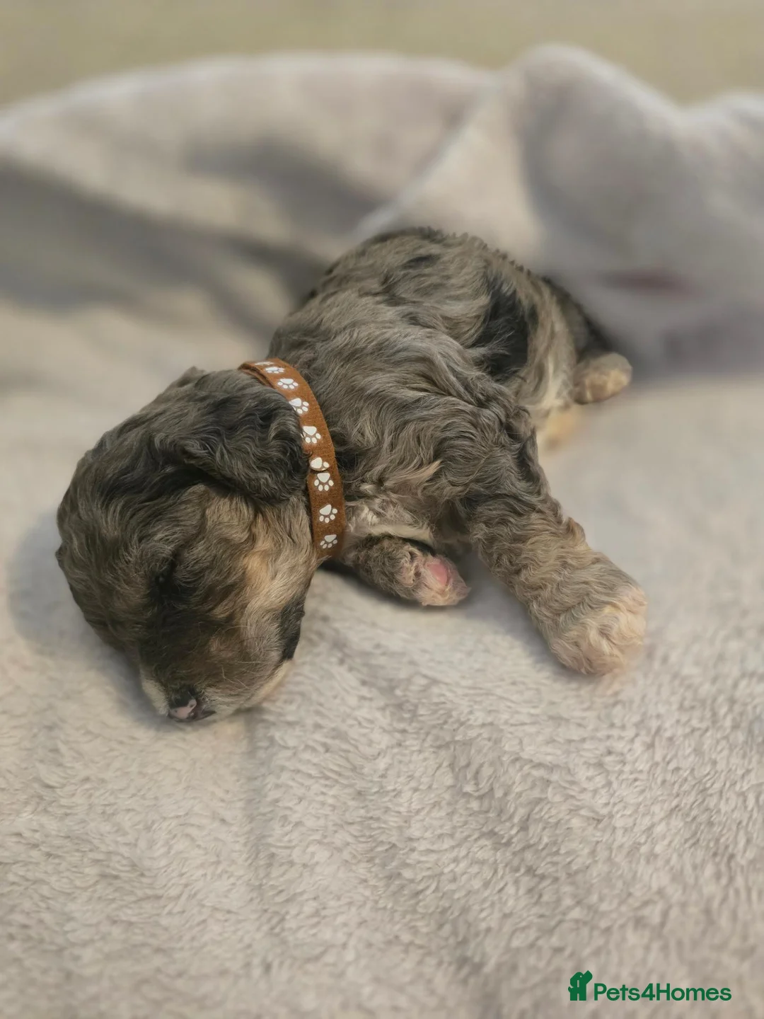 Cavapoochon dogs for sale: Cavapoochon puppies  - Advert 1