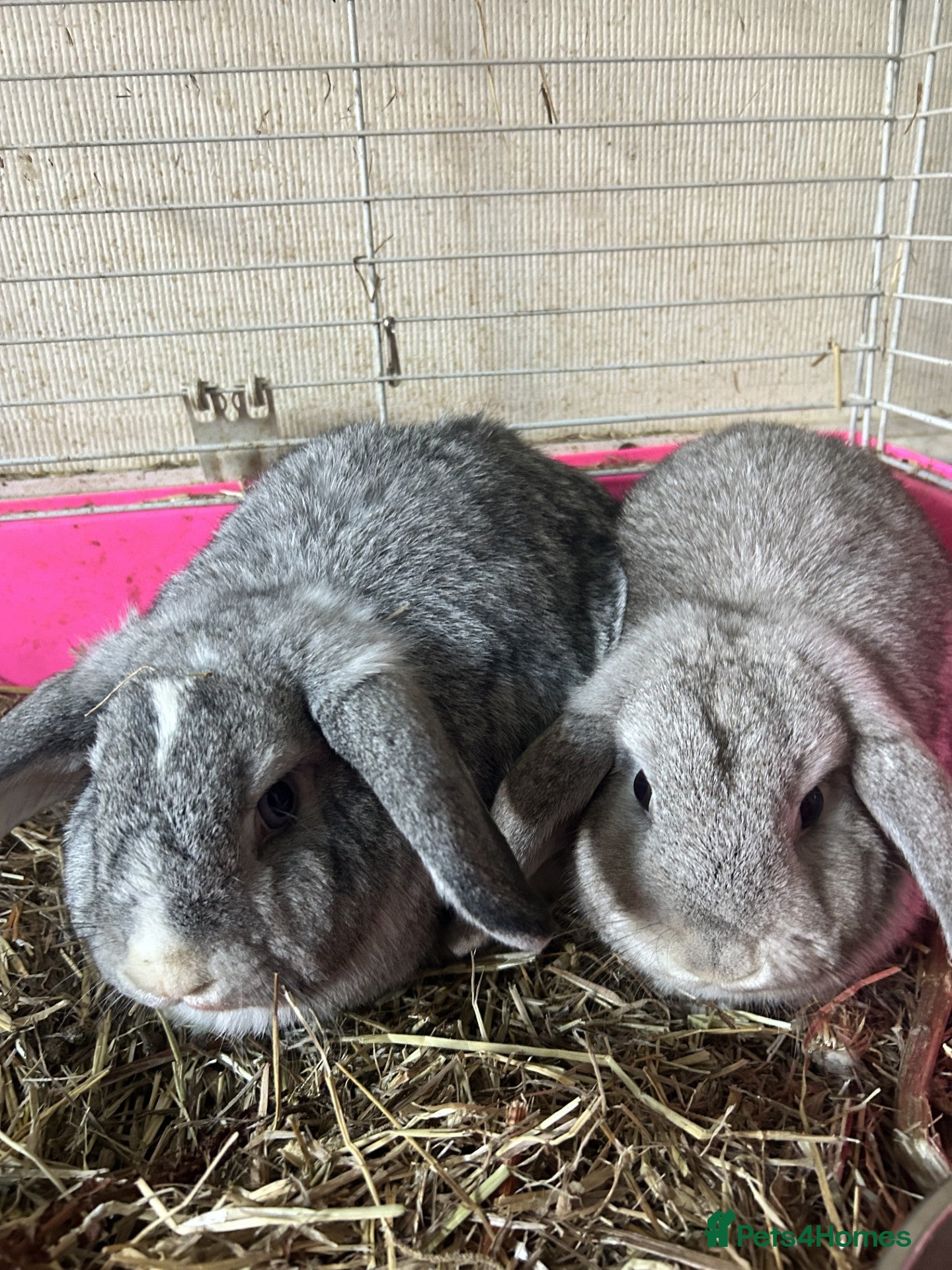Mixed Breed rabbits Two beautiful girl rabbits for sale - Advert 1