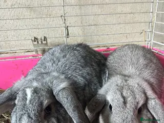 Mixed Breed rabbits Two beautiful girl rabbits for sale - Advert 1