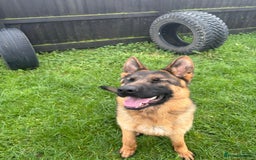 German Shepherd dogs for sale: Stunning male German shepherd pup  - Advert 4