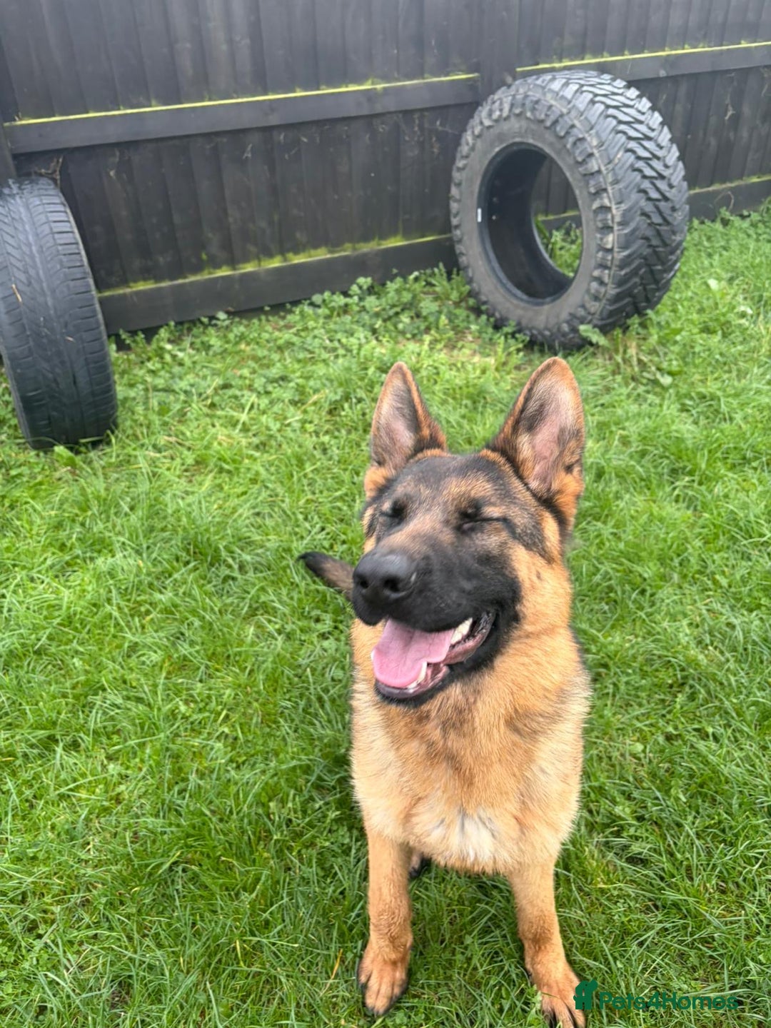 German Shepherd dogs for sale: Stunning male German shepherd pup  - Advert 4