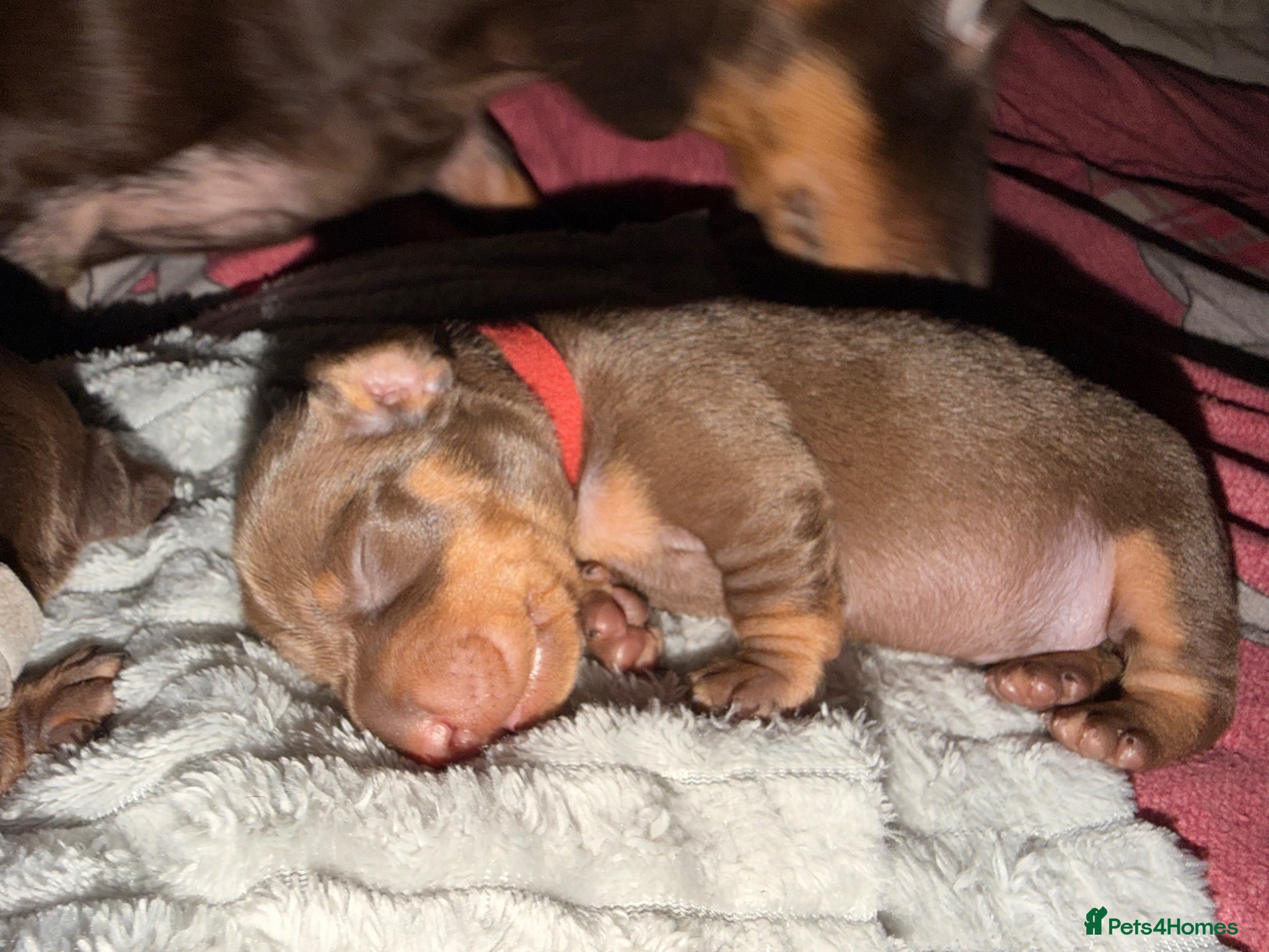 Dachshund dogs for sale: gorgeous puppy dachshunds for sale in Portsmouth - Advert 8