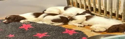 English Springer Spaniel dogs for sale: KC reg L&W / B&W springer puppies - Advert 6