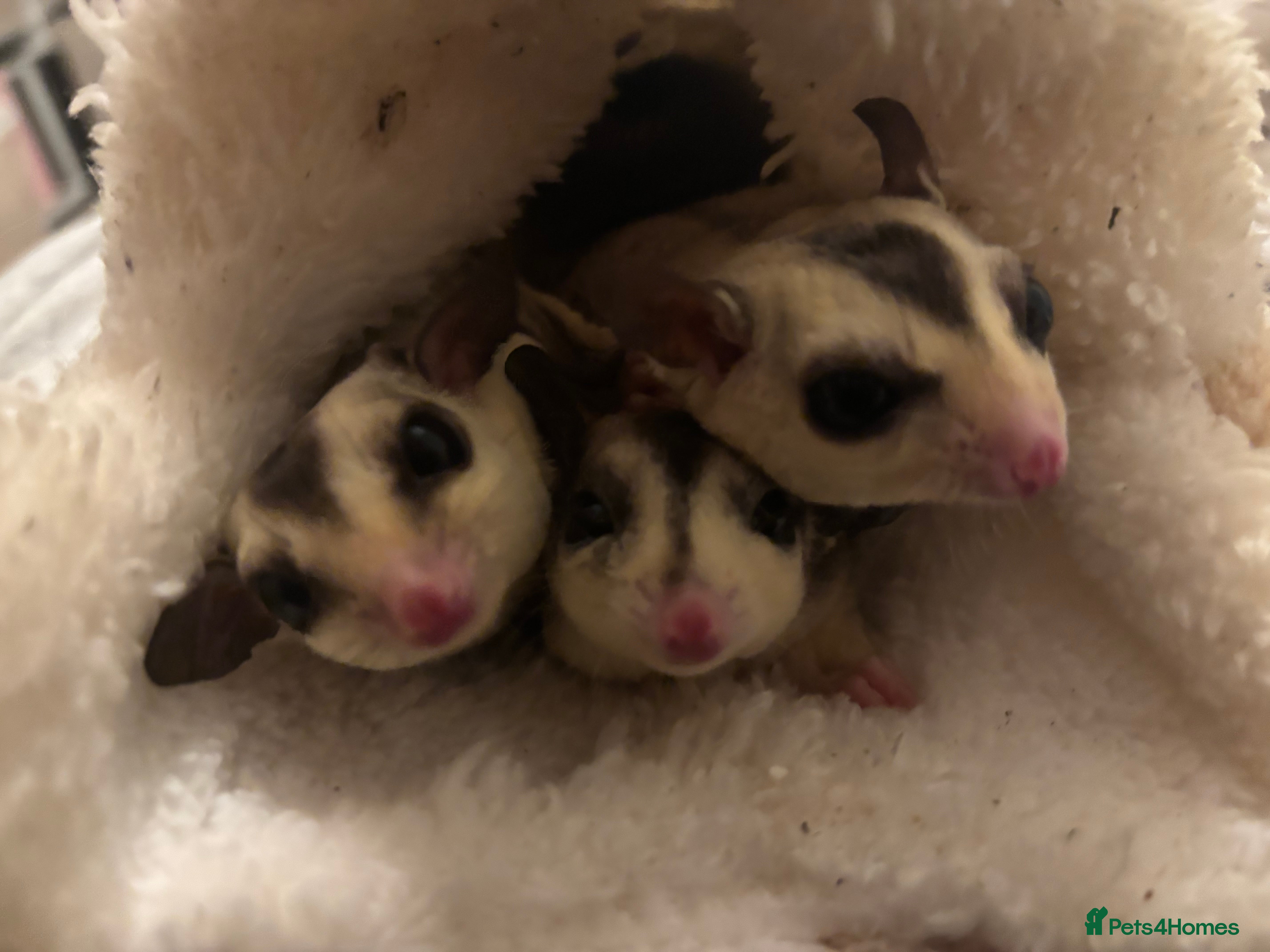 Sugar Glider rodents Male gliders - Advert 3