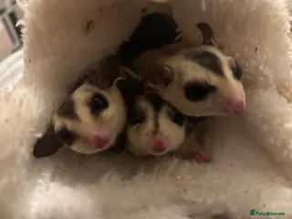 Sugar Glider rodents Male gliders - Advert 1