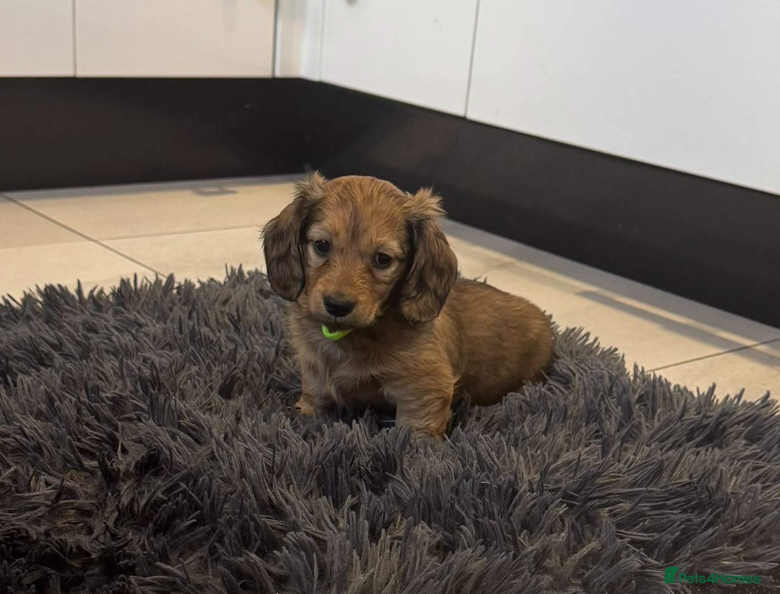 Miniature Dachshund dogs STUNNING KC LONG HAIRED MINIATURE DACHSHUND PUPS💕 - Advert 18