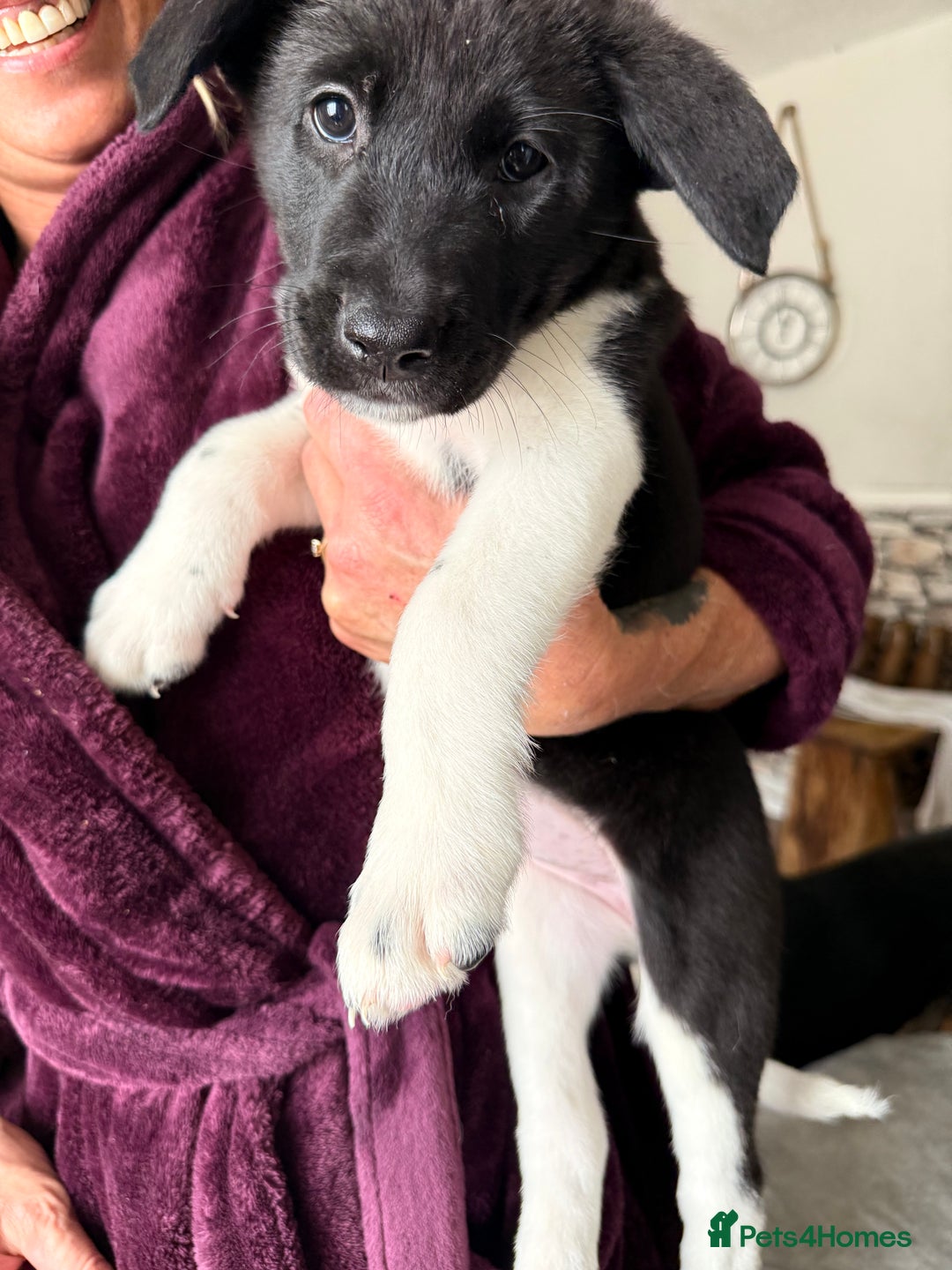 Mixed Breed dogs for sale: Labrakita - Image 15
