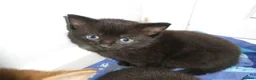 Mixed Breed cats for sale: Three well adjusted mixed breed Kittens  - Advert 6