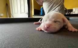 Mixed Breed dogs for sale: StaffyXAmerican bulldog puppies  - Image 16