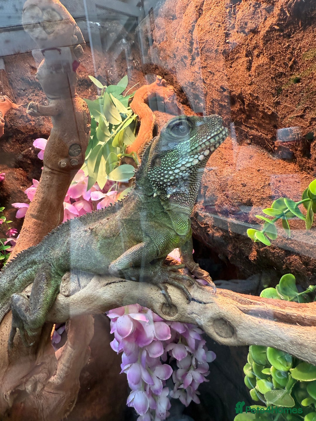 Dragon reptiles for sale: 3 Chinese water dragons 1 male 2 female - Advert 1