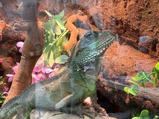 Dragon reptiles 3 Chinese water dragons 1 male 2 female - Advert 1