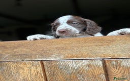 English Springer Spaniel dogs for sale: Working English springer spaniels in Tiverton - Image 11