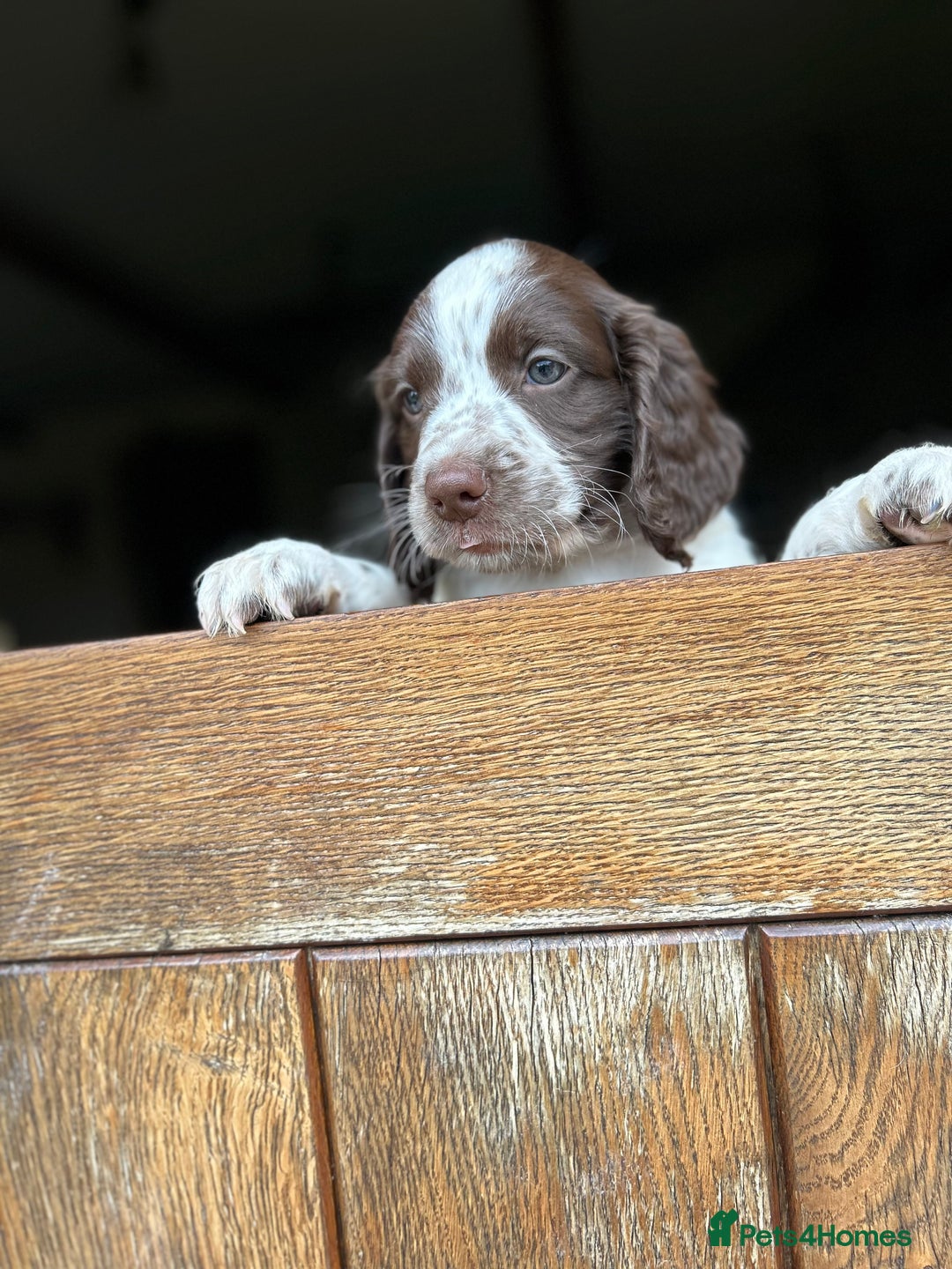 English Springer Spaniel dogs for sale: Working English springer spaniels in Tiverton - Image 11