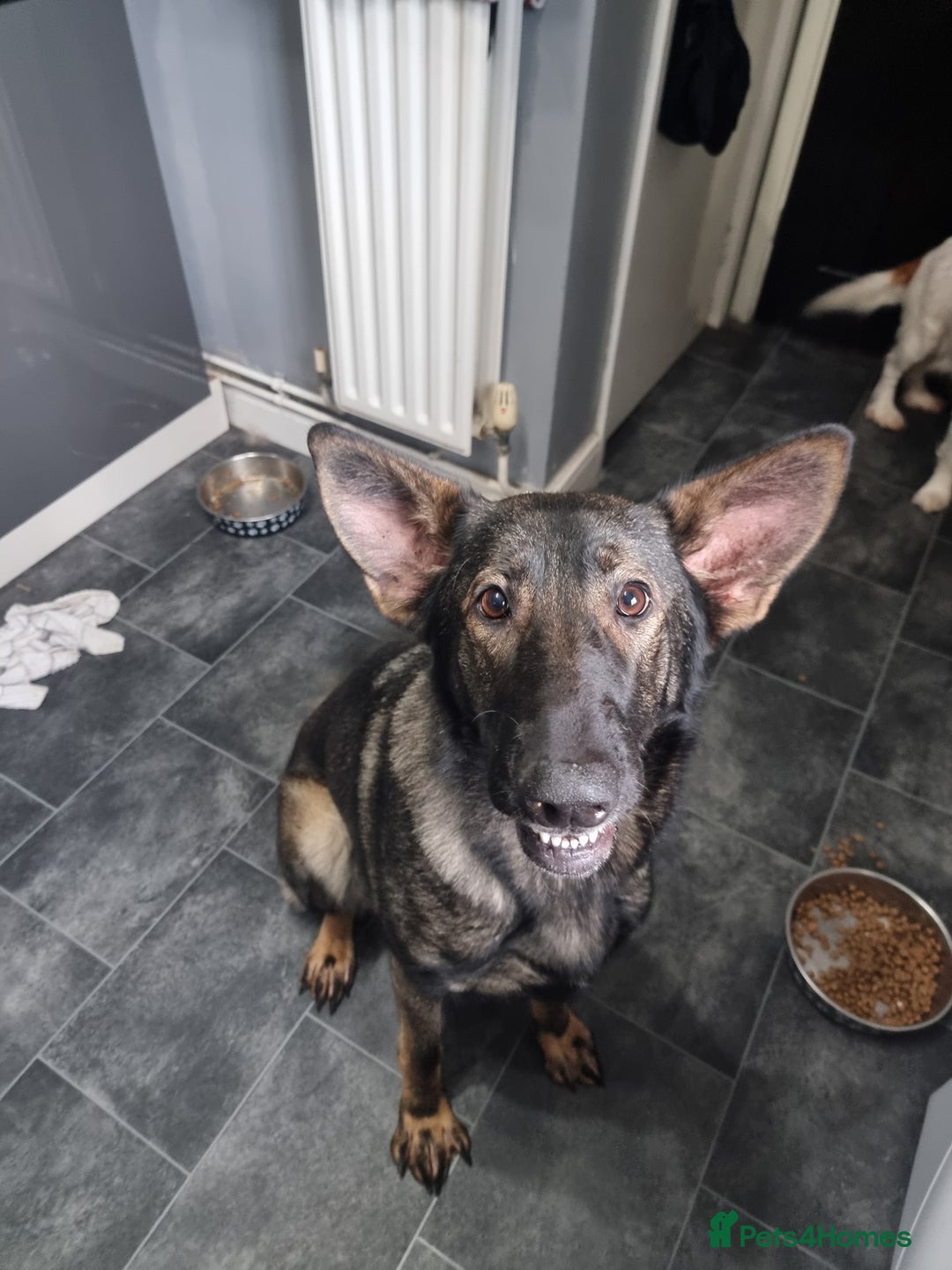 German Shepherd dogs for sale: Bitch German shepherd - Advert 5