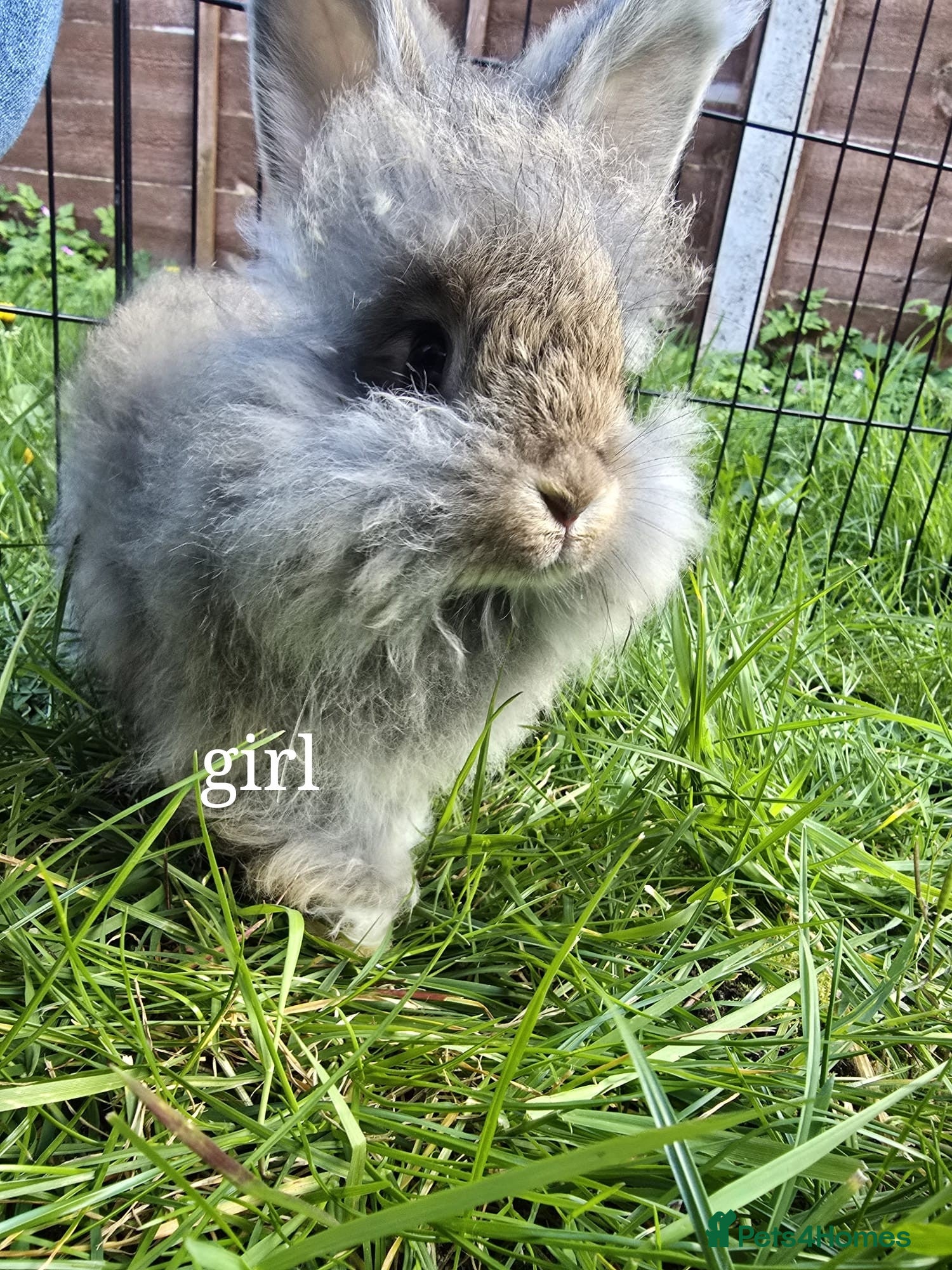 Angora rabbits Angora bunnies , English Angora rabbits  - Advert 1