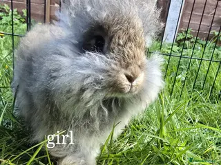 Angora rabbits Angora bunnies , English Angora rabbits - Advert 2