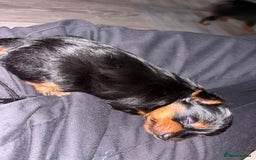 Yorkshire Terrier dogs for sale: Yorkshire terrier puppies 🐶  - Image 5