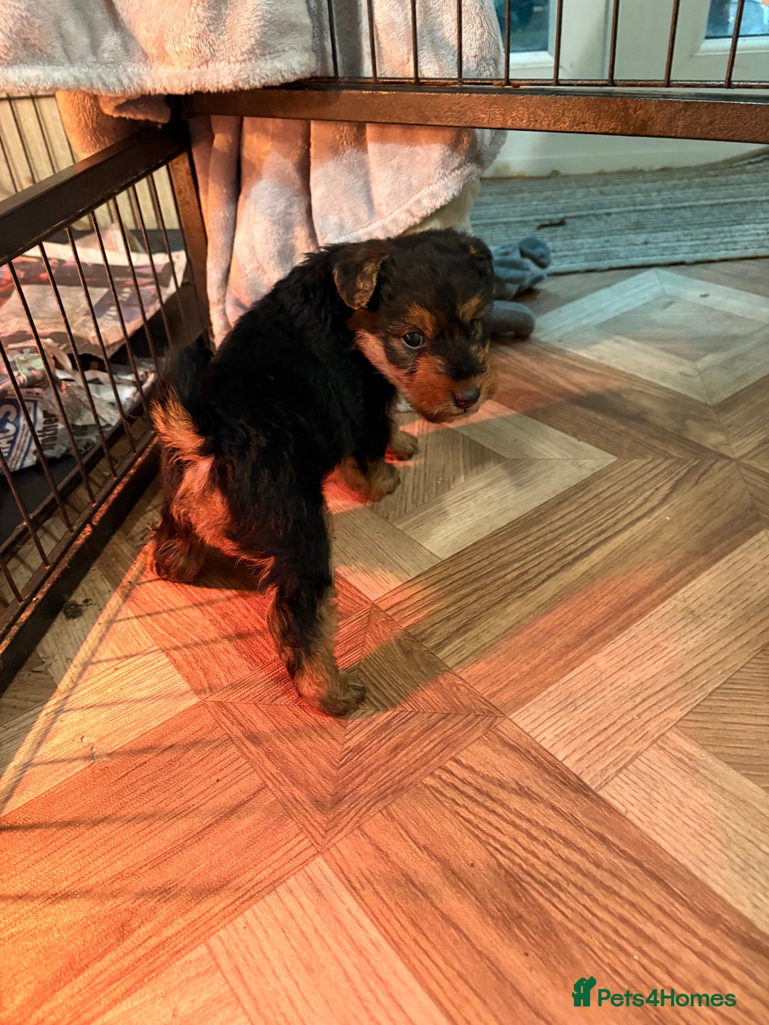Welsh Terrier dogs for sale: Excellent bloodlines 3 pups available - Advert 3