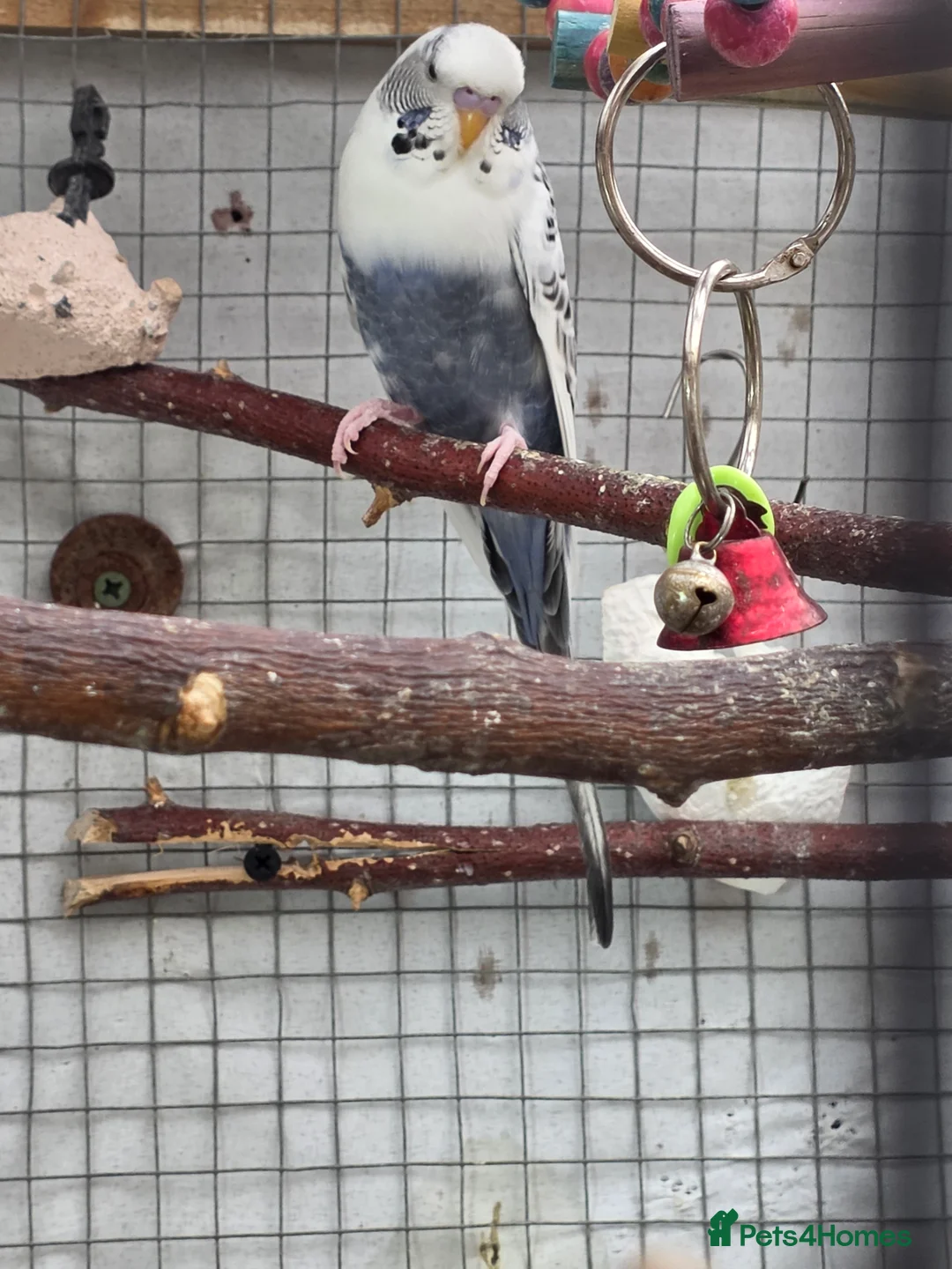 Budgerigars birds for sale: Budgies and guliden finch  - Advert 20