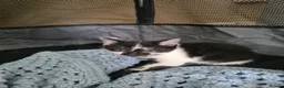 British Shorthair cats for sale: 4 kittens, 3 boys & 1 girl - Advert 9