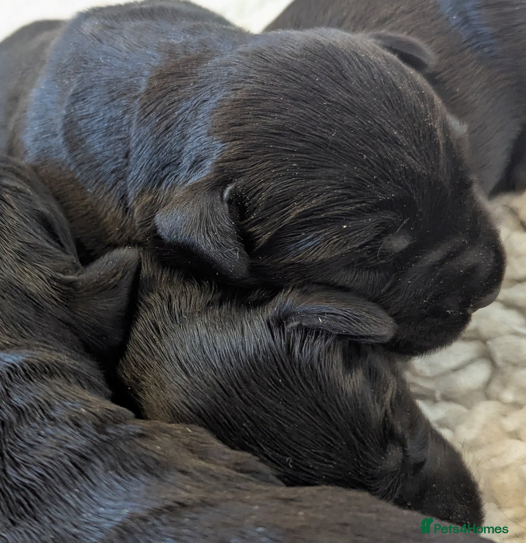 Giant Schnauzer dogs Health Tested Black Giant Schnauzer Puppies - Advert 2