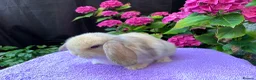 Mini Lop rabbits for sale: Gorgeous baby mini lop boys ready now in Paisley - Advert 4