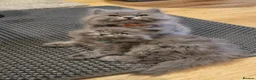 British Longhair cats for sale: Adorable British Blue longhair kittens - Advert 4