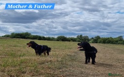 Cocker Spaniel dogs for sale: 🐾 Beautiful Show Cocker Spaniel Puppys - Image 29