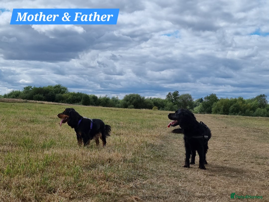 Cocker Spaniel dogs for sale: 🐾 Beautiful Show Cocker Spaniel Puppys - Image 29