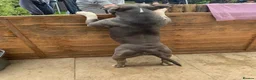 American Bully dogs for stud: 🦍🔥POCKET BULLY STUD AVAILABLE 🔥🦍 - Advert 5