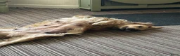 Mixed Breed dogs for sale: 9 stunning Dakota Sports retrievers.  - Advert 6