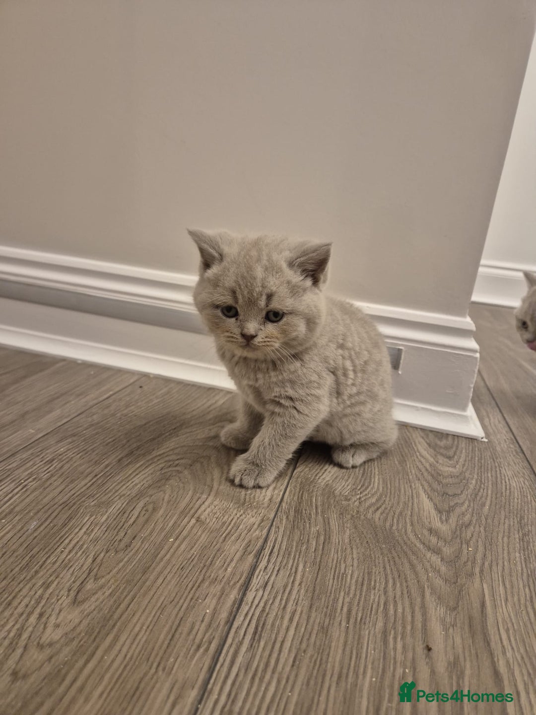 British Shorthair cats for stud: Teddy in Aylesbury - Advert 11