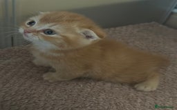 Scottish Fold cats for sale: Golden Scottish fold kittens - Image 5