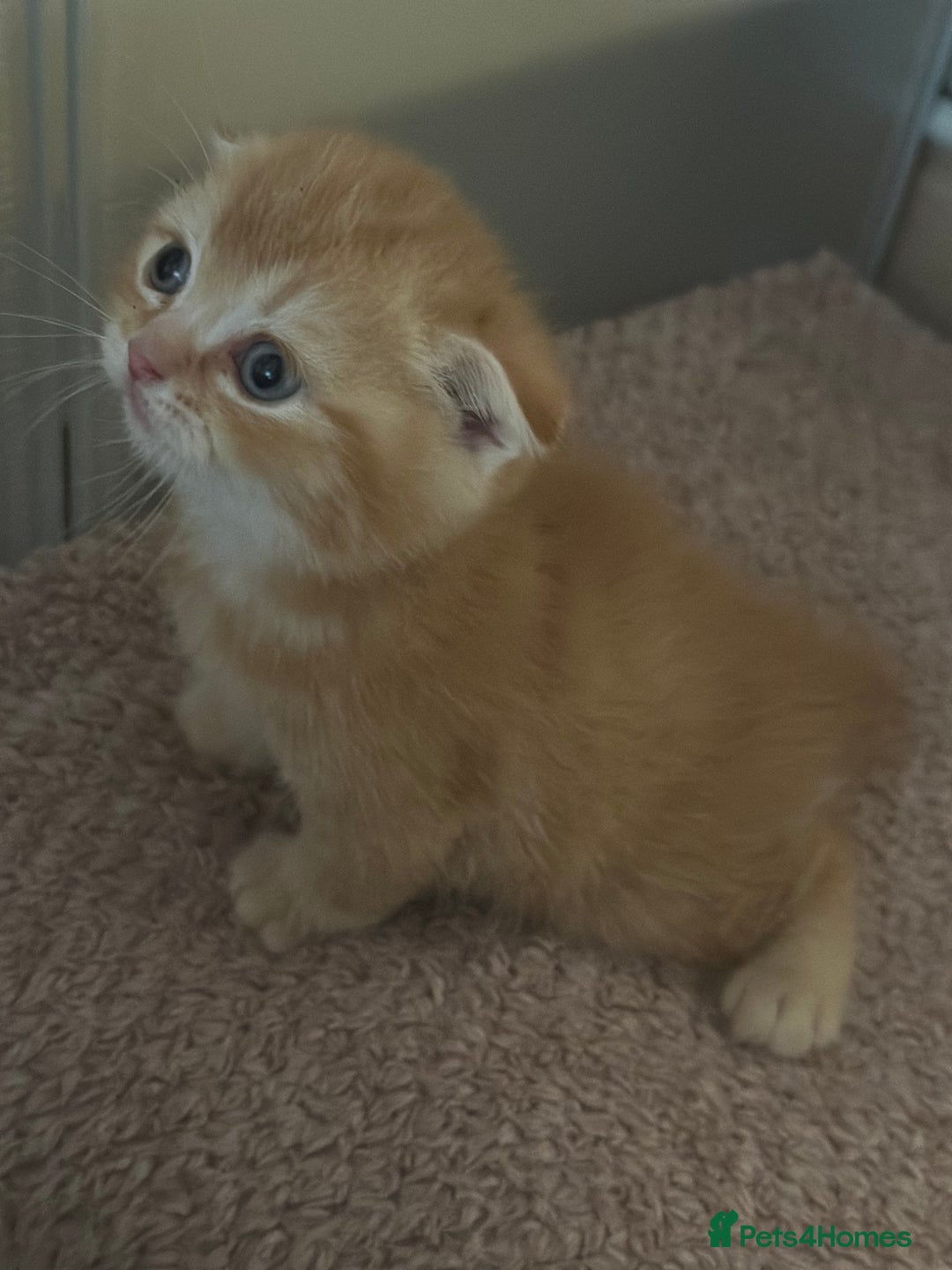 Scottish Fold cats for sale: Golden Scottish fold kittens - Image 5