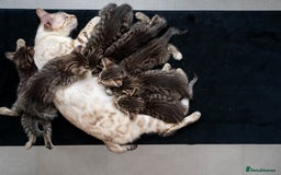 Bengal cats for sale: Gorgeous kittens, Wild-Patterned, Stunning Looks - Image 8