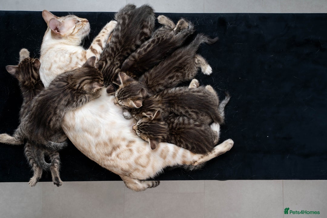 Bengal cats for sale: Gorgeous kittens, Wild-Patterned, Stunning Looks - Image 8