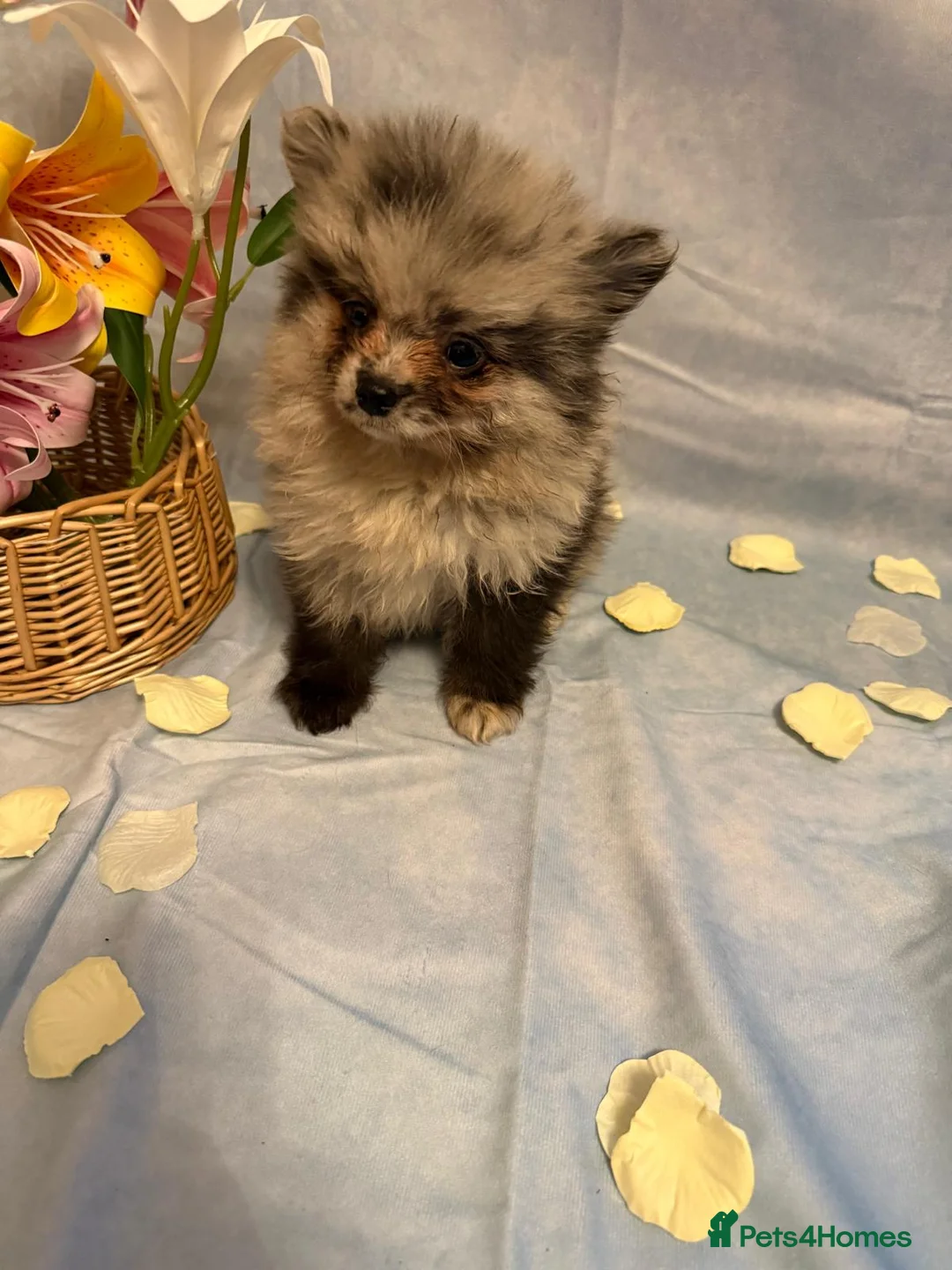 Pomeranian dogs for sale: Pomeranian puppies - Advert 25